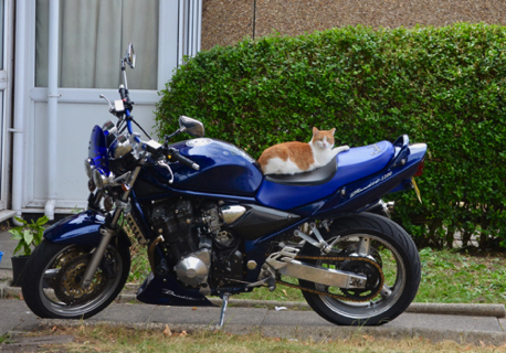 Cat on a hot bike
